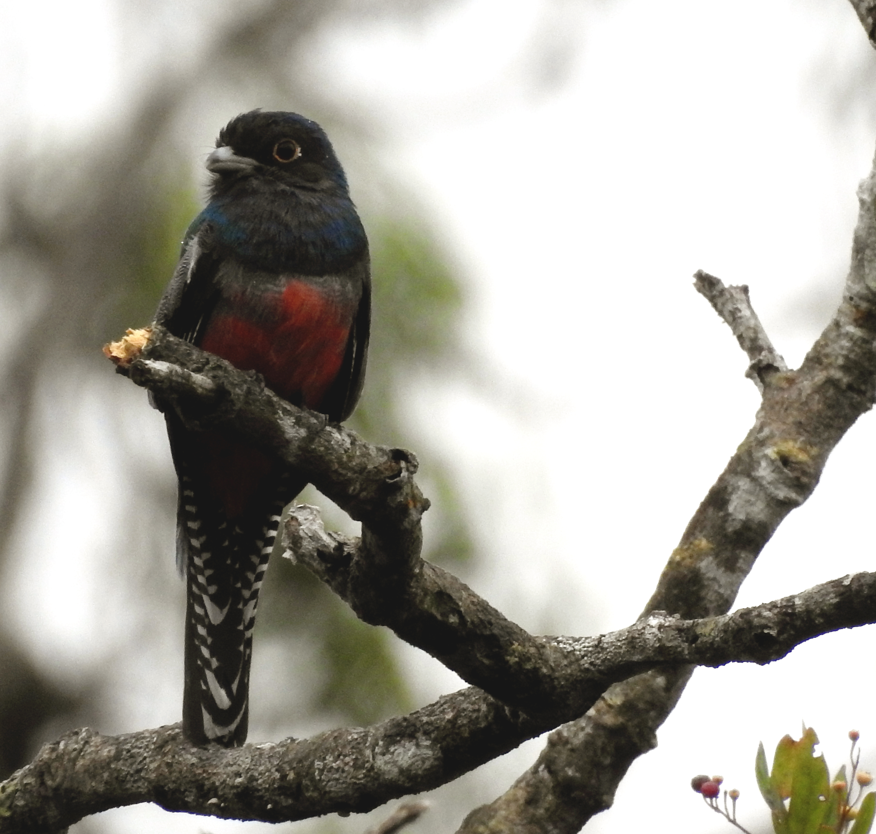 Ecuador Eco Birding