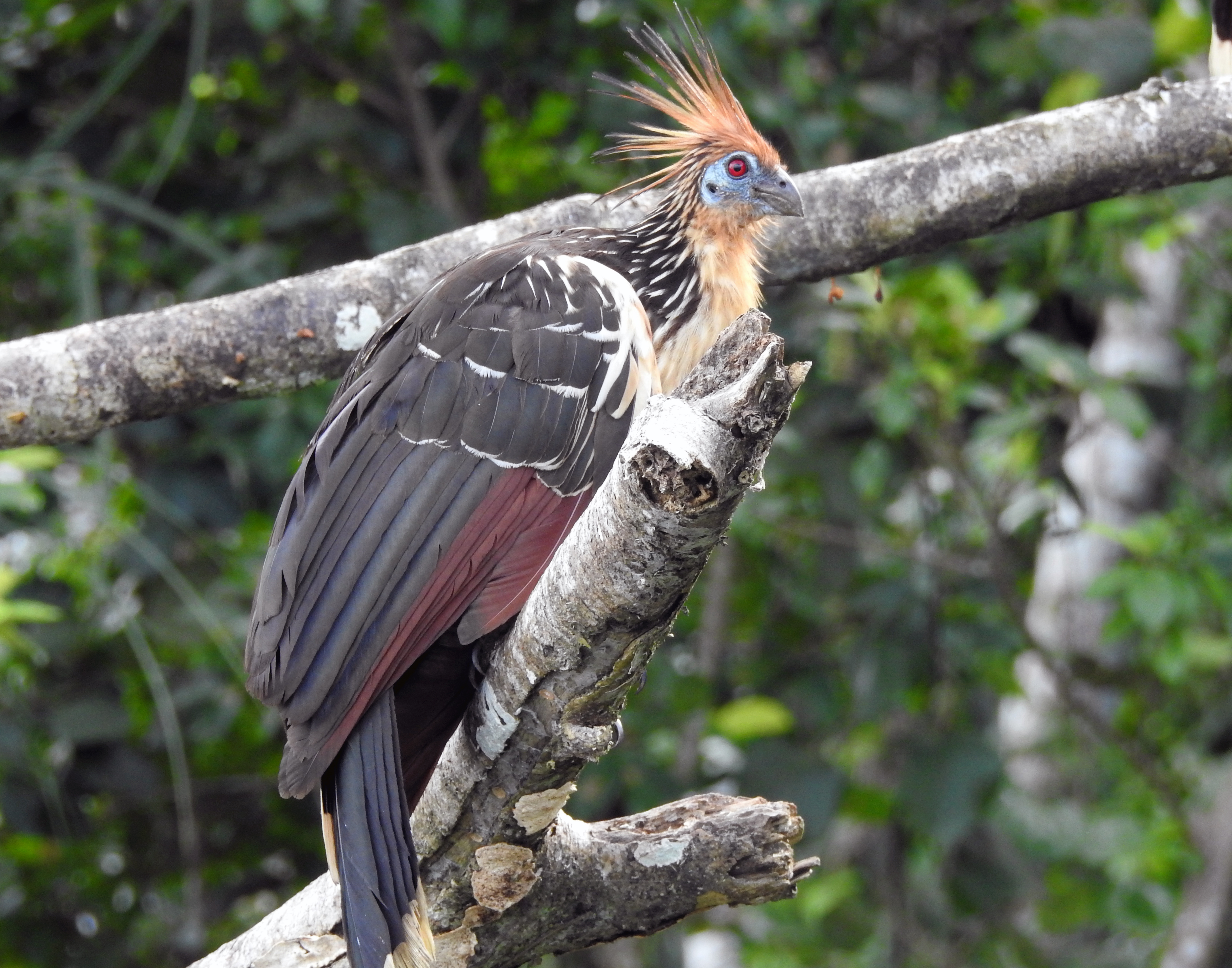 Cuyabeno Birding Tours