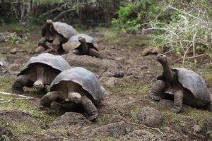 Galapagos Islands Tour