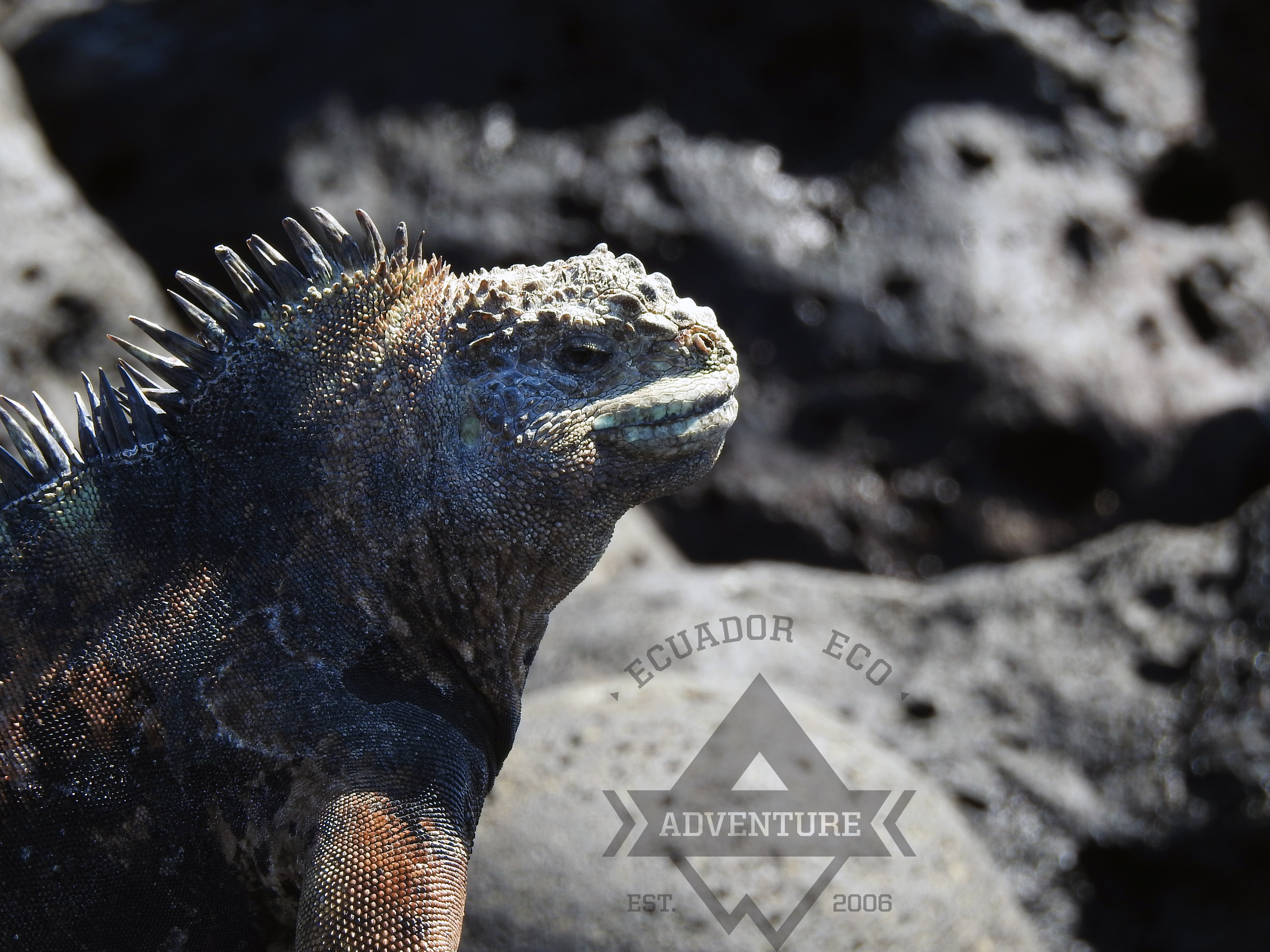 Galapagos Islands Tours