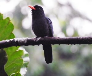 Black nun puffbird