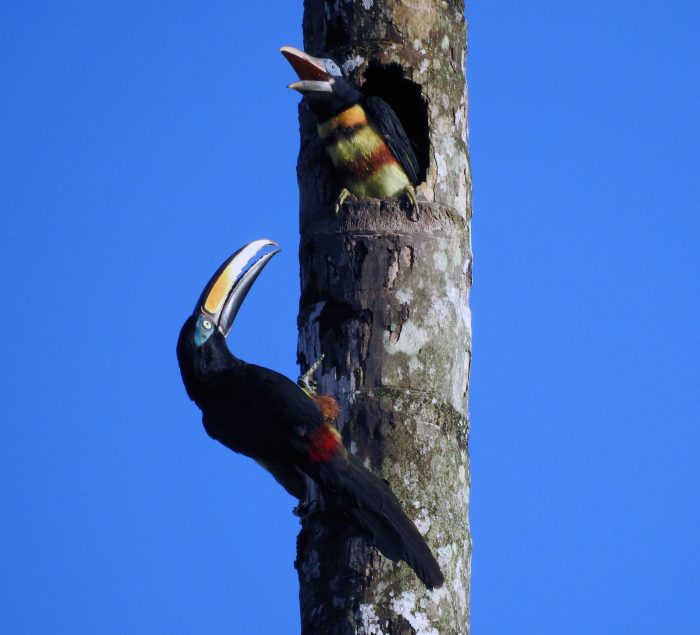 Amazon Birdwatching - Yasuni Tour