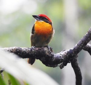 Red crowned Barbet