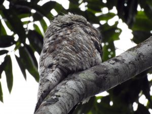 Great Potoo