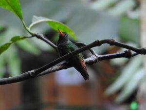 Roufus tailed hummingbird