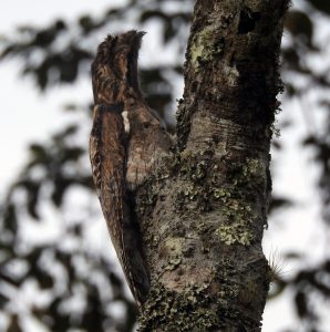 Common Potoo