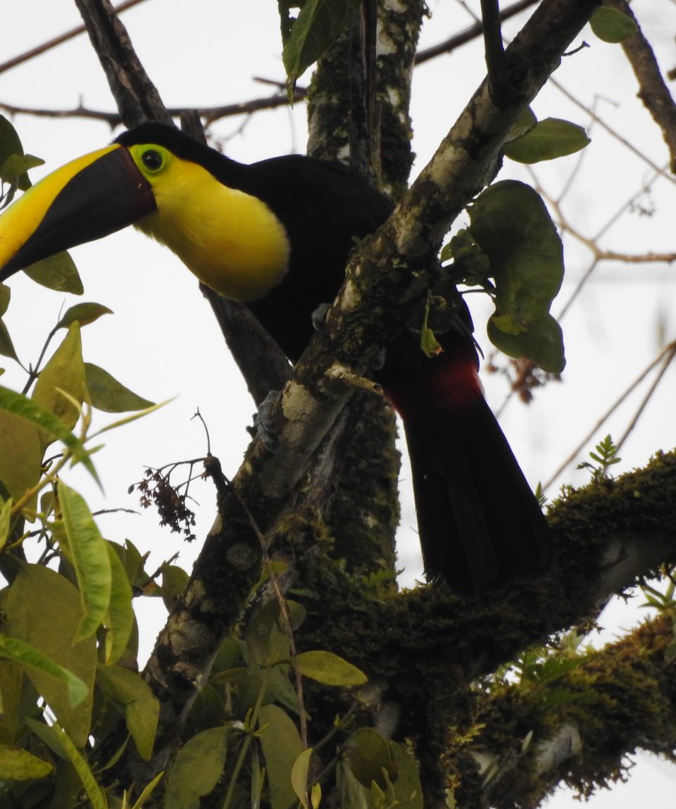 bird watching tours mindo