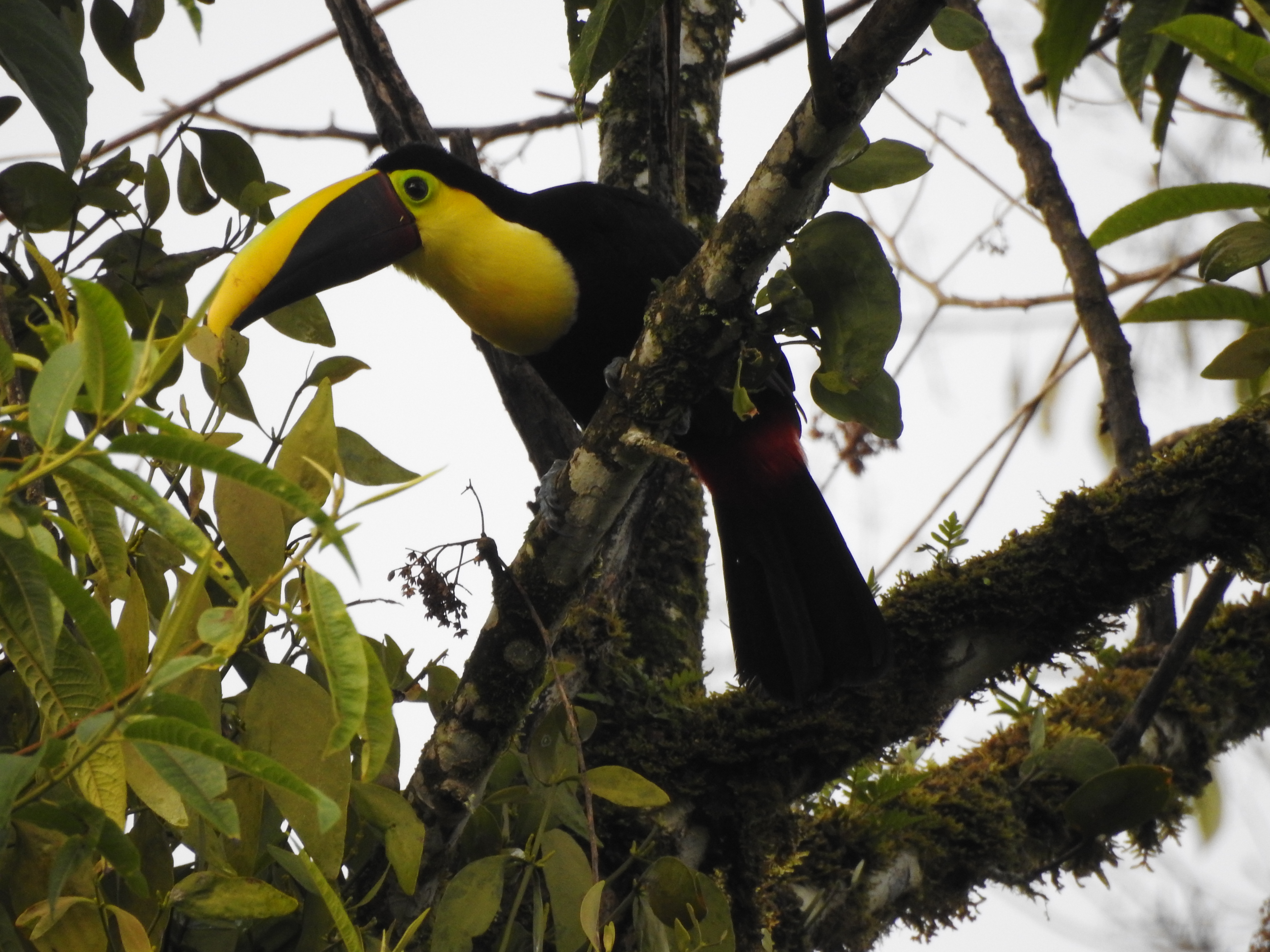 Mindo Birdwatching