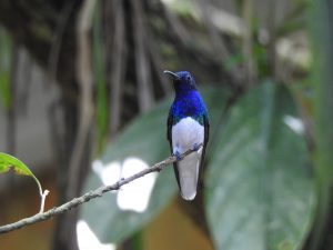 White neck Jacobin