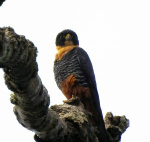 Bat Falcon