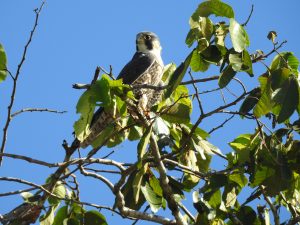 Peregrin Falcon Yasuni