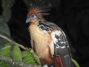Oaxin