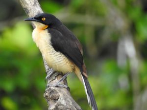 Amazon Birdwatching