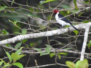 Red Caped Cardinal