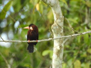 White Eared Jacamar