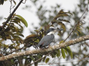 Ringed Kingfisher