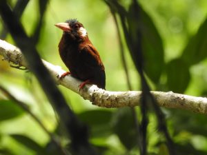 White eared Jacamar -Cuyabeno