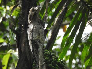 Common Potoo
