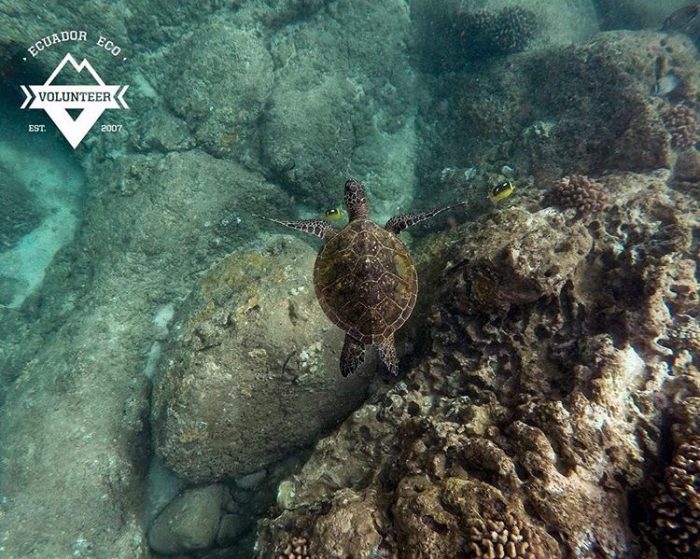 Galapagos Budget Tour