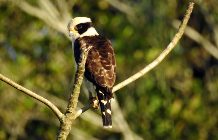 Laughing Falcon Ecuador