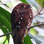 Roufus Potoo Ecuador